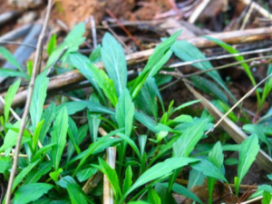 ����˲�����Щ��Ч ����˲�����Ȼ�ؿ�ʹ�絶��