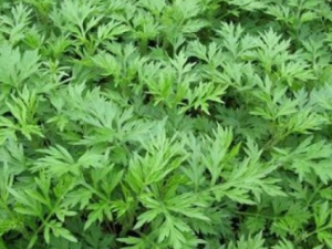 �����ӵĹ�Ч �������λ�����ɬ