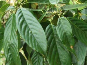 ��ܸ�Ĺ�Ч ��ܸ��κ��ȼ���֮к��