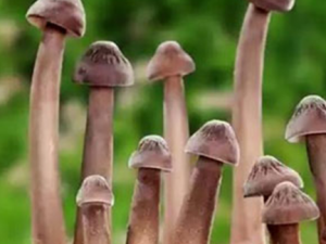 ���ȵĹ�Ч������ ���Ⱦ����ܺ�ʲôһ���