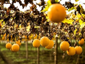 ��¥�Ĺ�Ч������ ��¥��Ӹ��