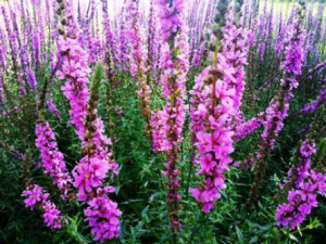 ǧ��������Щ��Ч ǧ���˿�������Ѫ������