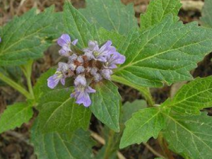 ǧ�����߲�����Щ��Ч ǧ�����߲�����Ѫ����