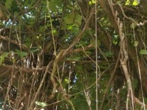 ǧ���Ҹ�����Щ��Ч ǧ���Ҹ���Ӹ�ܴ���