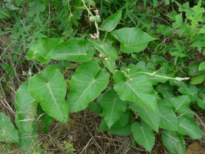 ��ˏ��������Щ��Ч ��ˏ��������������ʪ��