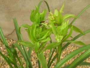 ǧ������Щ��ҩ׼�� ǧ��������