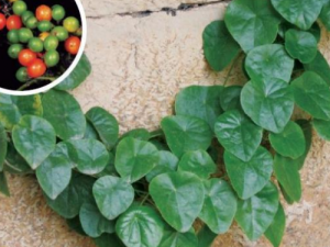 ǧ���ٵĹ�Ч����Щ ǧ�����ν�������