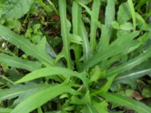 ����������Щ��Ч ���������������