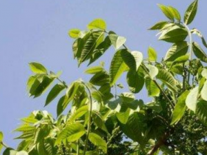 ��������Щ��Ч ��������к��ʹ