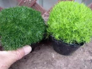 ��ò�����Щ��Ч ��ò�����߽��