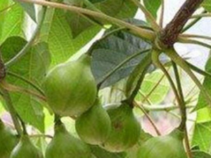 ��ͩ������Щ��Ч ��ͩ�ӿ���ʳ��������