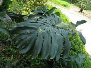 ����β�Ĺ�Ч ����β��������ʪ����ֹʹ