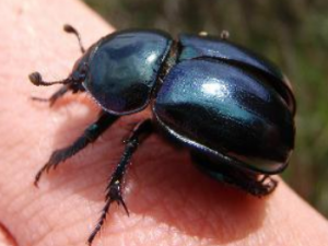 ��������Щ��Ч ������С������