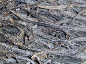 Ǽ��������Щ��Ч Ǽ�����θ�θ��ʹ