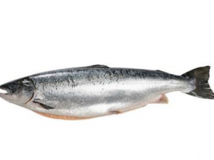 �������Ӫ����ֵ ���������ߴ��ԵĹ��ܷ�ֹ����˥��