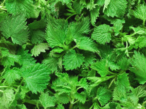 ݡ��Ĺ�Ч���� ݡ���β�����