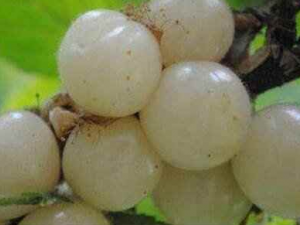 ����ӣ�ҵĹ�Ч ����ӣ�ҿ�����ֹʹ