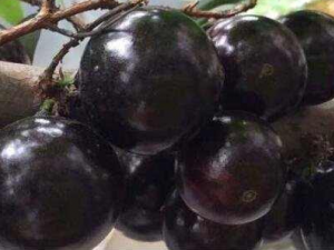 �α����Ĺ�Ч���� �α�����������忹������