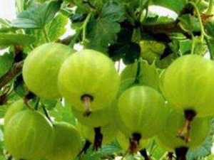 Ұ����������Щ��Ч Ұ�������ɽ�θ��ʳ