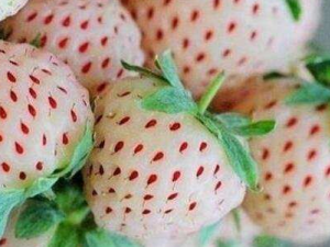 ����ݮ����Щ��Ч ����ݮ������ֹ�ʵ�����