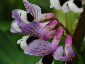 �϶����Ĺ�Ч �϶�������ѪֹѪ�ο�Ѫ