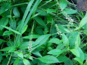 �ѻ��ҵĹ�Ч �ѻ��ҿ�ֹкѪ��Ѫ��