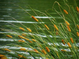 �Ѱ�����Щ��Ч �Ѱ��δ���ֹѪ