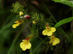 ݰ֦ĹЧ ݰ֦ɻ̵ֹƽ