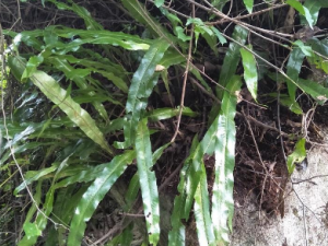 ���ǽ�����Щ��Ч ���ǽ�������������