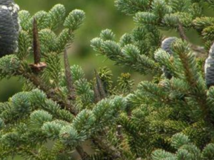 ����ʵ����Щ��Ч ����ʵ�θ�Ѫѹ֢