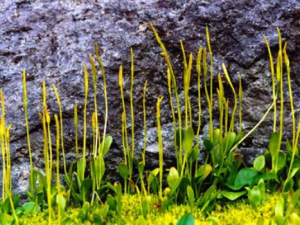 ƿ��С�ݵĹ�Ч ƿ��С�����ڶ���ҧ��