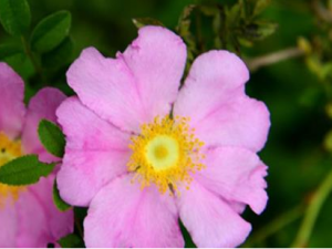 �Ի������������� �Ի����������ݷ���