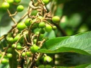 ƲҶĹЧ ƲҶȽⶾθð