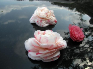 ����������ñ��� ������ô��������