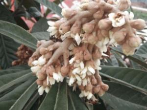 ����������Щ��Ч ���������ͽ�θ�θ���