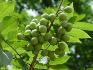 Ƥ���ӵĹ�Ч���� Ƥ���������޸���֢