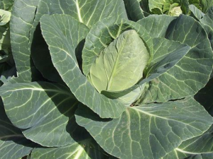 ����Ҷ�Ĺ�Ч���� ����Ҷ��ɢ��̵