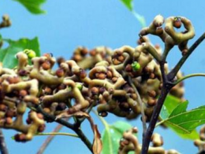 ���ٹ�����Щ��Ч ���ٹ���һ����̱�һ�