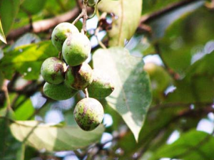 ڭ������Щ��Ч ڭ���ΰ״�����