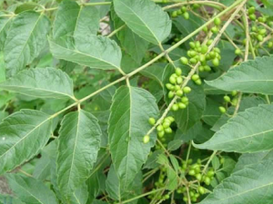 ѻ���ӵĹ�Ч���� ѻ����������Ѫ���没