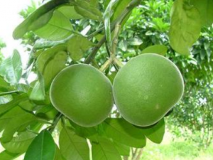 ���ٺ�Ĺ�Ч���� ���ٺ�����̵����ʢ