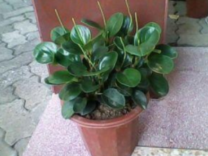 ������ӵĹ�Ч���� ������������ۼ�