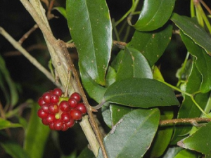 ��Ѫ������Щ��Ч ��Ѫ������������