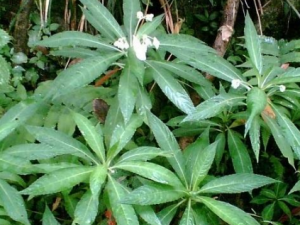 �ֶ��ݵĹ�Ч���� �ֶ�����С���ἲ