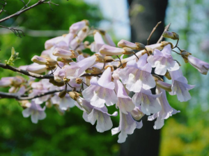 ��ͩ����Щ��Ч ��ͩ������ֹʹ