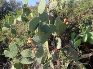 ���ƹ��Ĺ�Ч ���ƹ���С�����