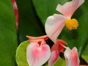 ��ɽ������Щ��Ч ��ɽ���ε�������