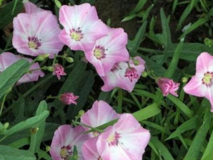 �̳��ݵĹ�Ч���� �̳�����С���̳���ʹ������