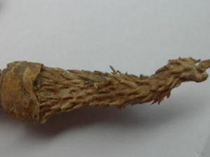 ��ɽ���ӵ��Ĺ�Ч ��ɽ���ӵ�������������