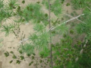 �����ݵĹ�Ч �������η蹷ҧ��